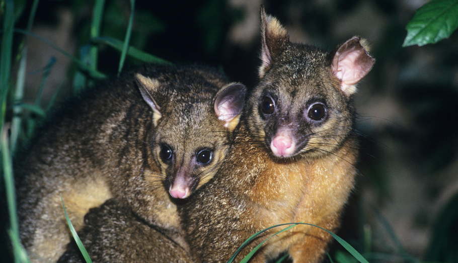 possum spiritual meaning