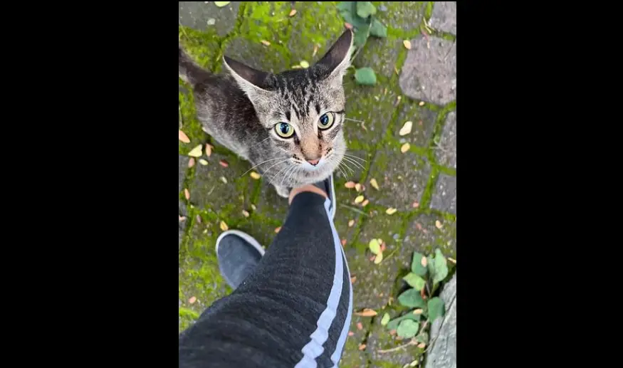 stray cat staring at me spiritual meaning